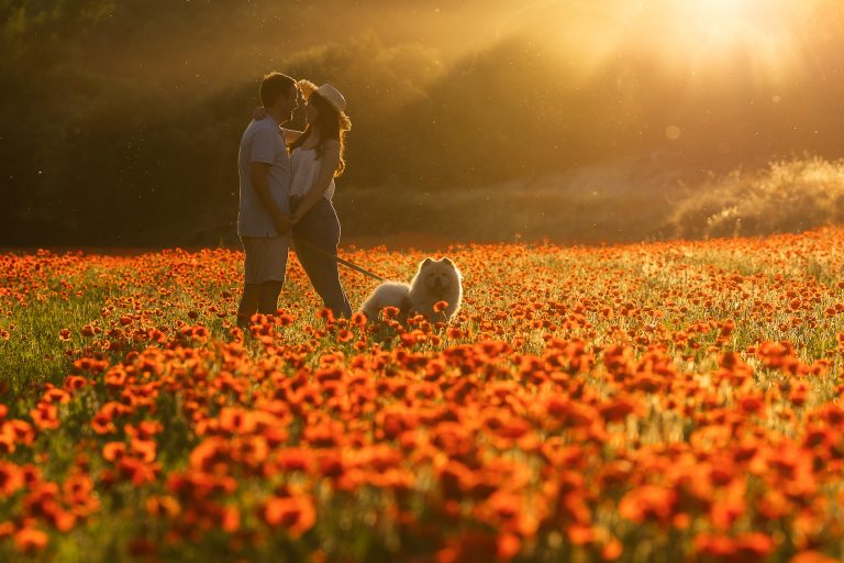 Sesión de pareja con tu mascota en un campo de amapolas en Valladolid