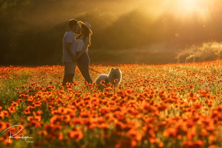 Pareja abrazada en un campo de amapolas a contraluz, con su perro, durante una preboda