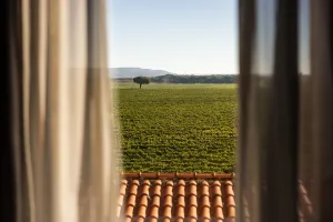 boda en la encina milenaria de arzuaga radiga fotografos de valladolid