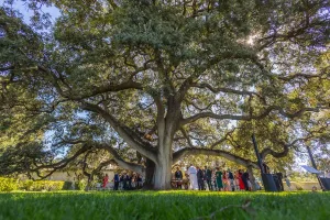 Boda en la encina milenaria de Arzuaga