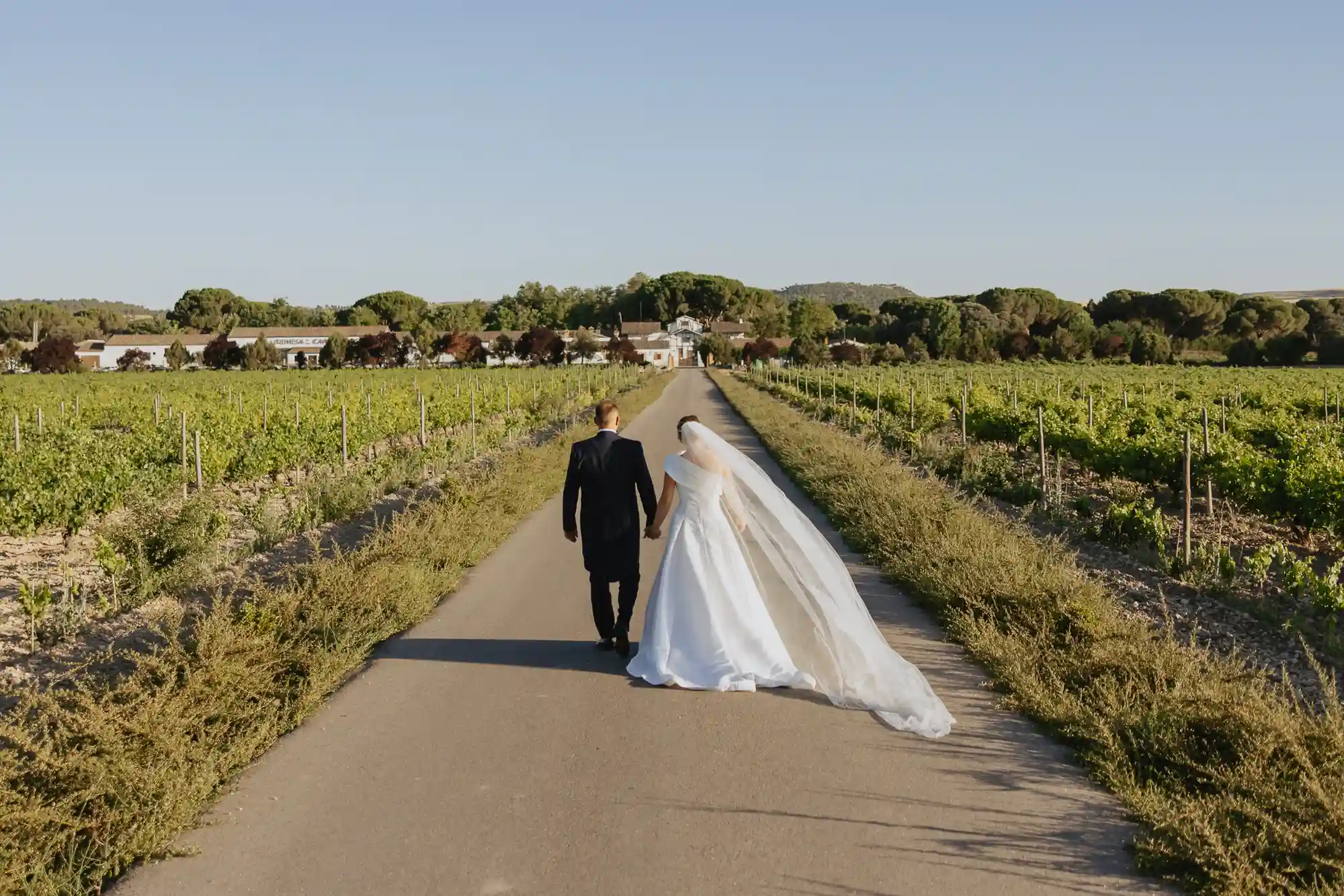 Novios caminando por el camino entre viñedos hacia la bodega Dehesa de los Canónigos