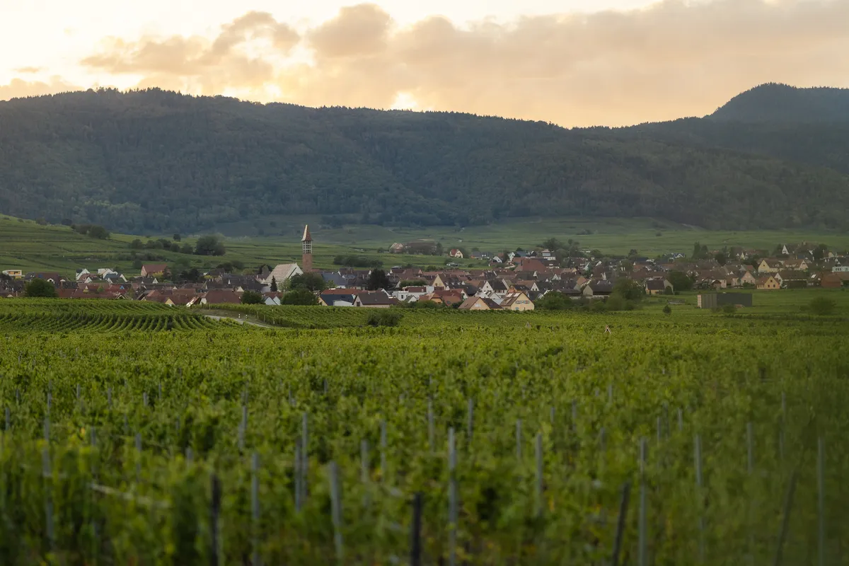 El pueblo de Riquewihr rodeado de viñedos al atardecer, con su campanario y los Vosgos al fondo
