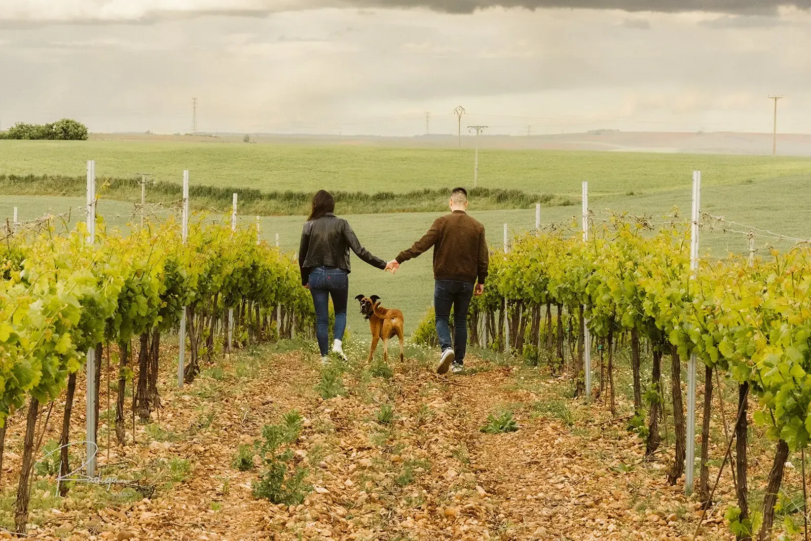 La pareja camina con su perro por una hilera de viñedo
